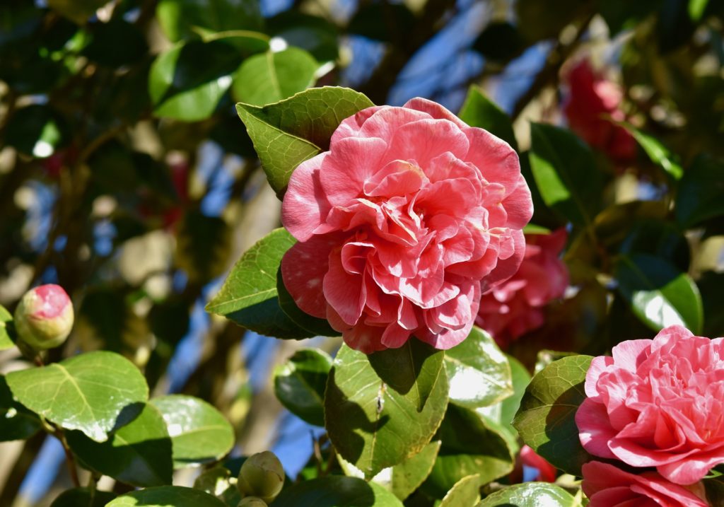 Camellia Japonica verzorging