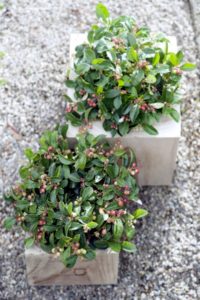 Gaultheria Bergthee in potten