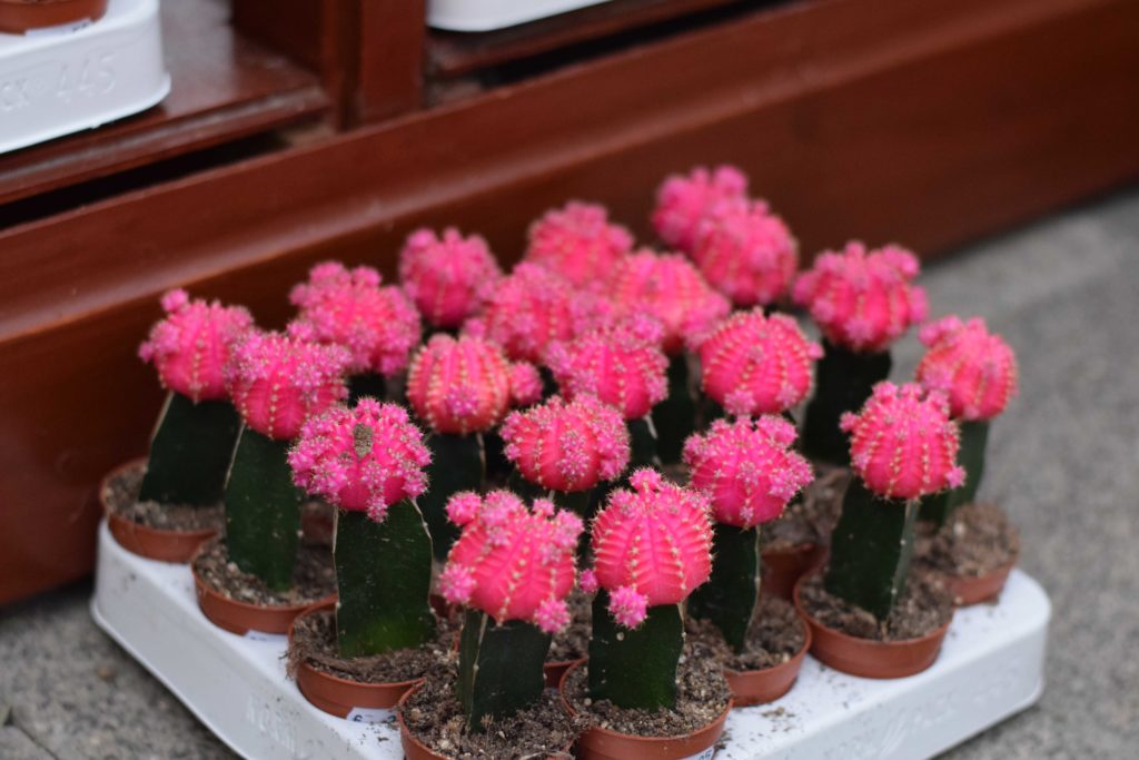 Roze mini cactus