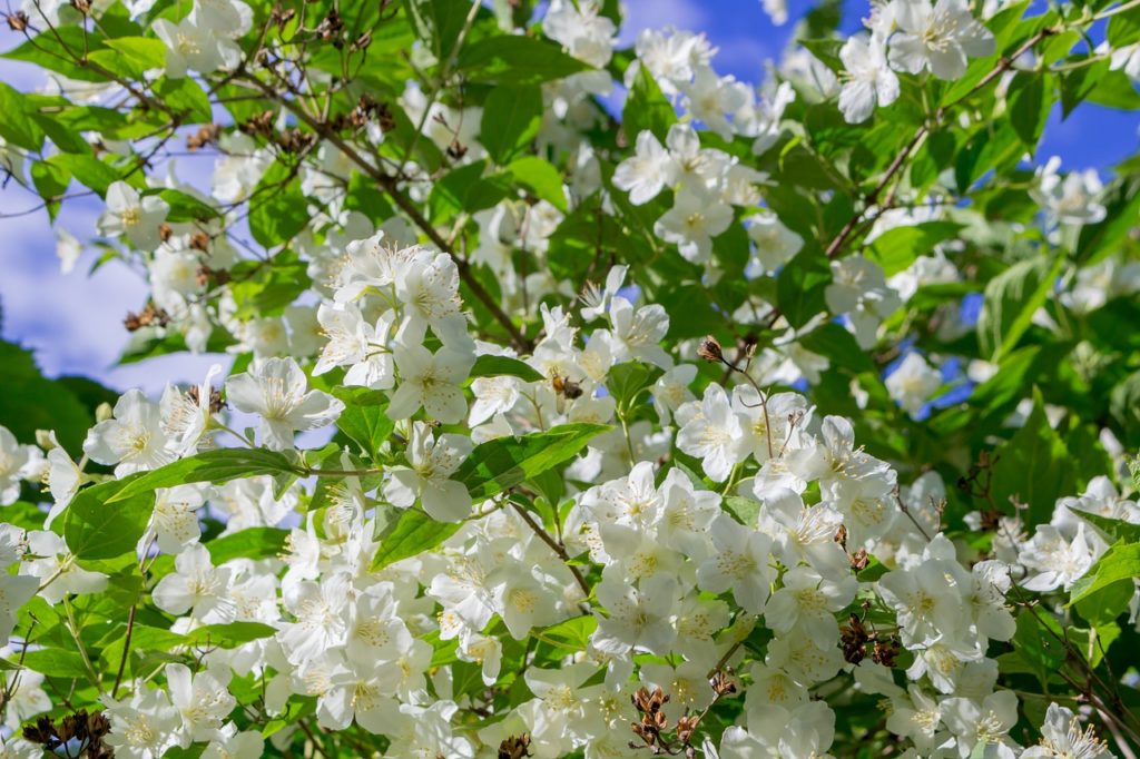 Jasmijn in bloei