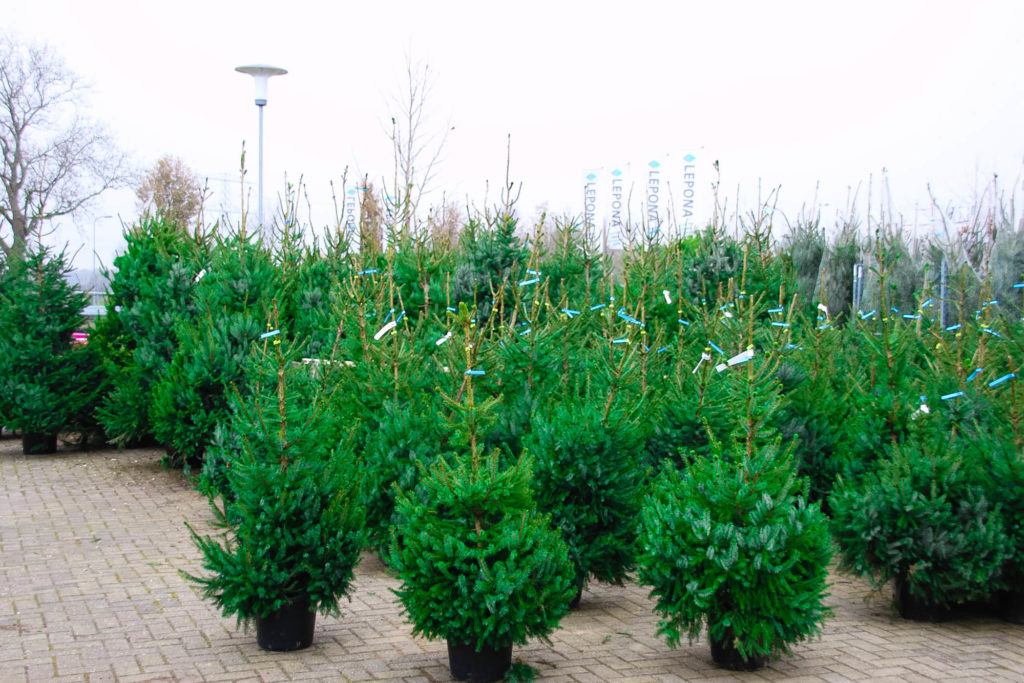 Kerstboom kopen bij tuincentrum Wijchen
